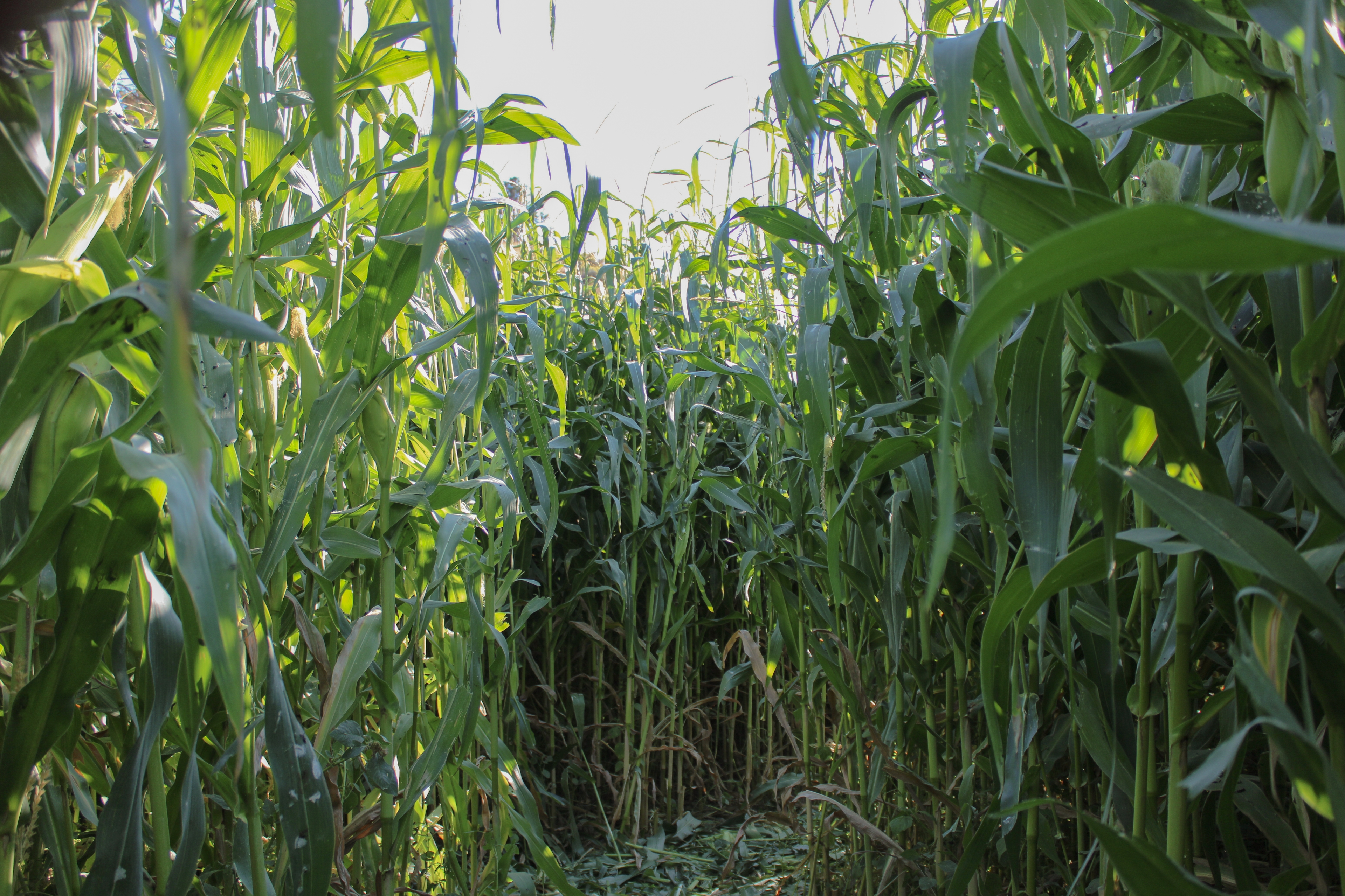 cornmaze and a path