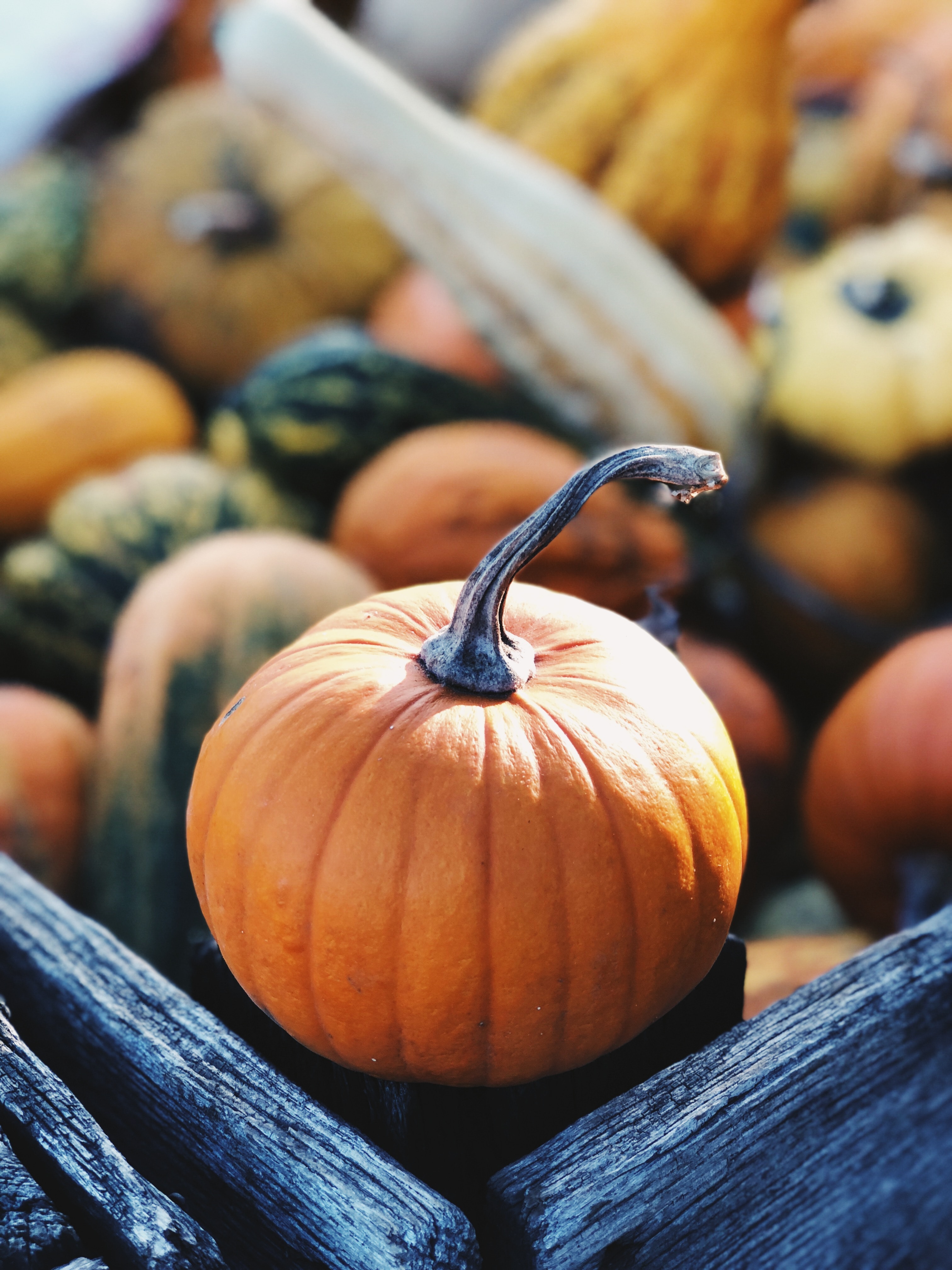 pumpkins in a pile