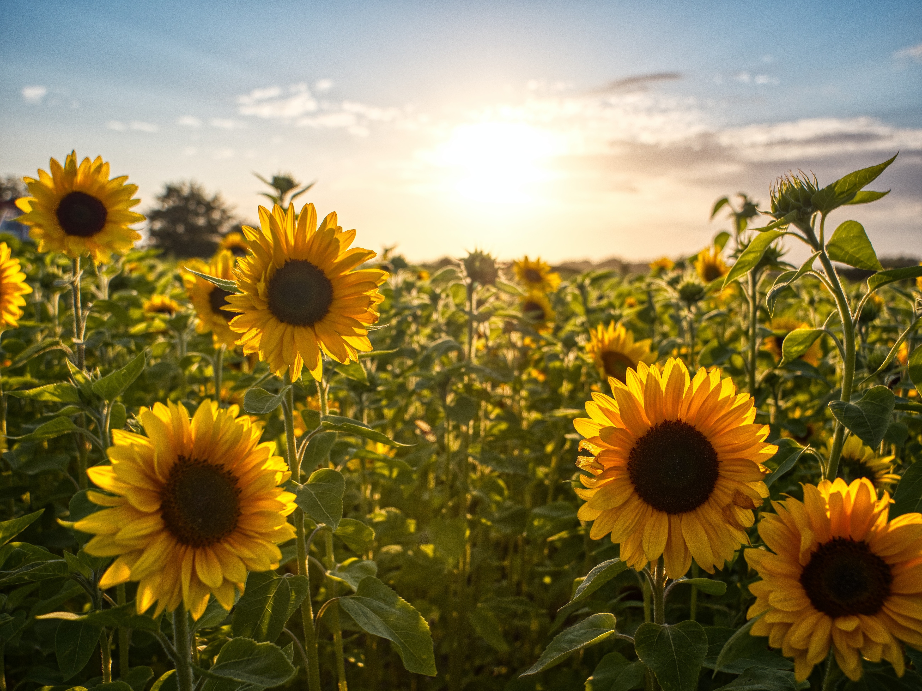 summer crops