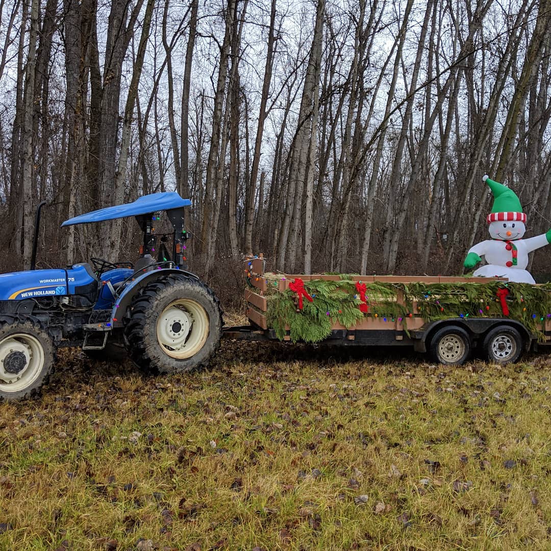 Christmas trees at McMillan Farms