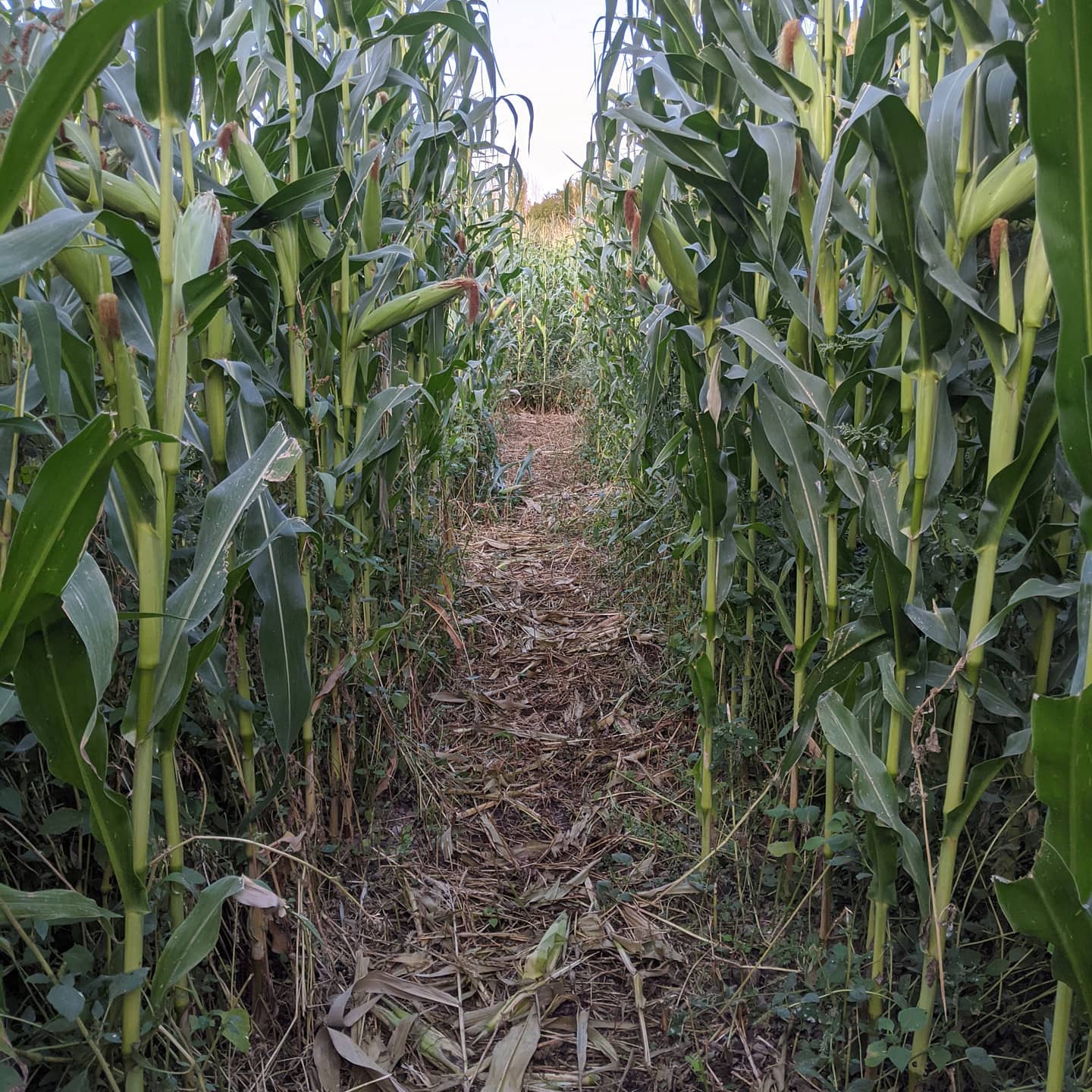 Corn maze at McMillan Farms