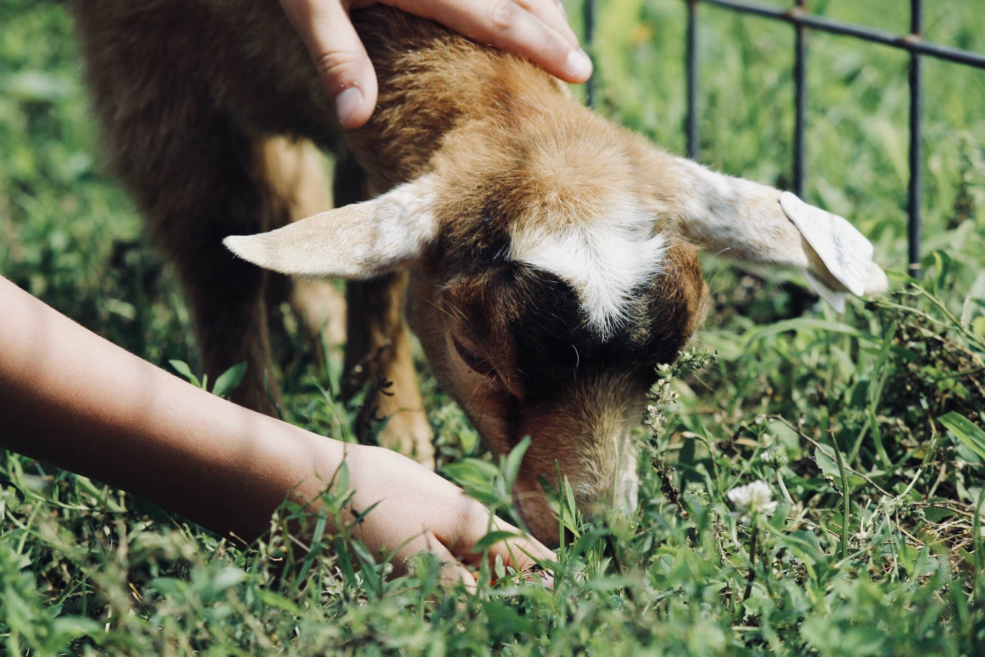 animal encounter