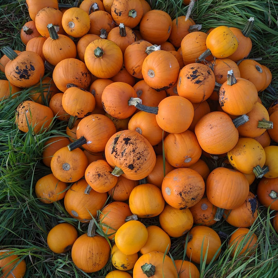 Pumpkins at McMillan Farms in the Okanagan