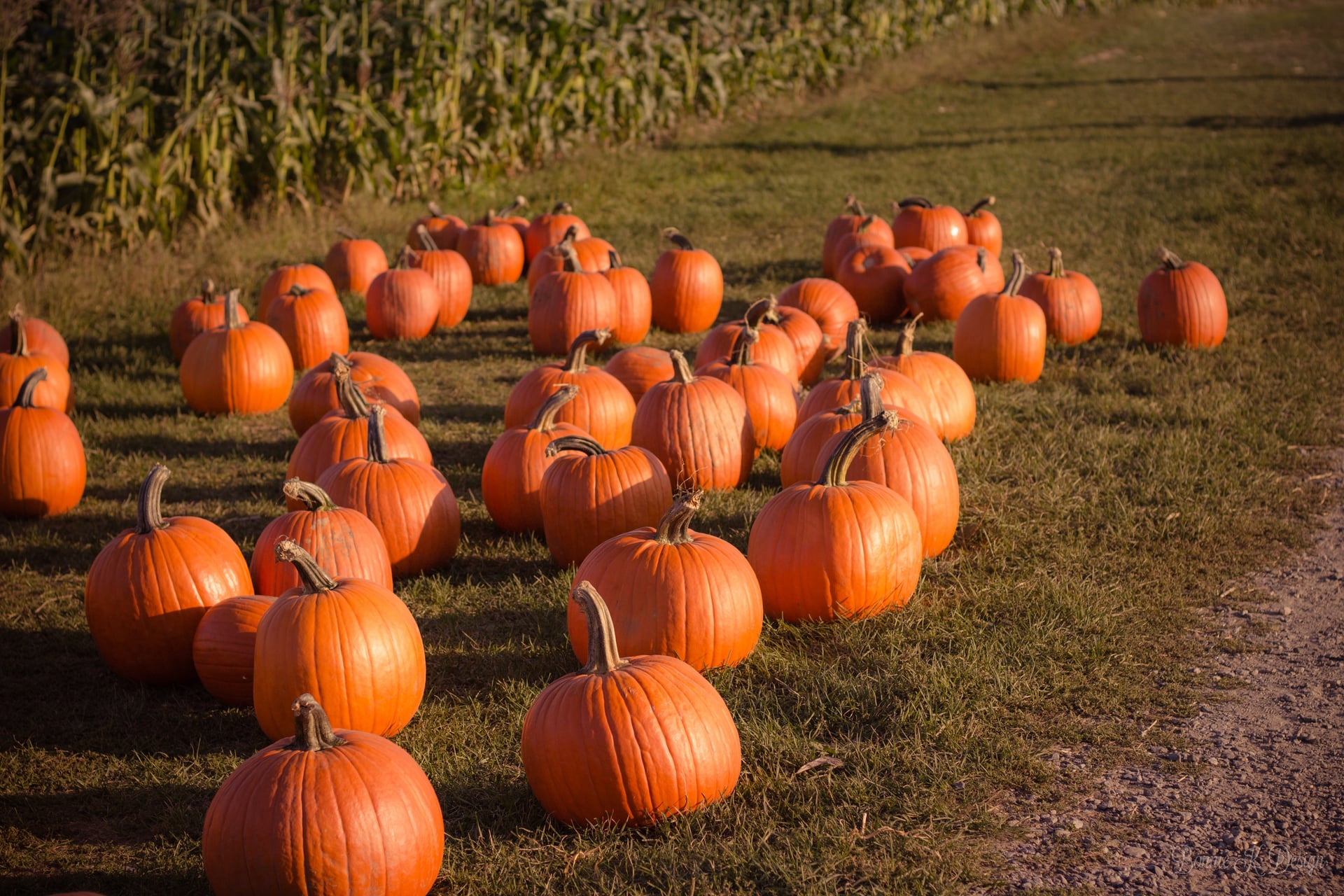 Pumpkin patch at McMillan Farms