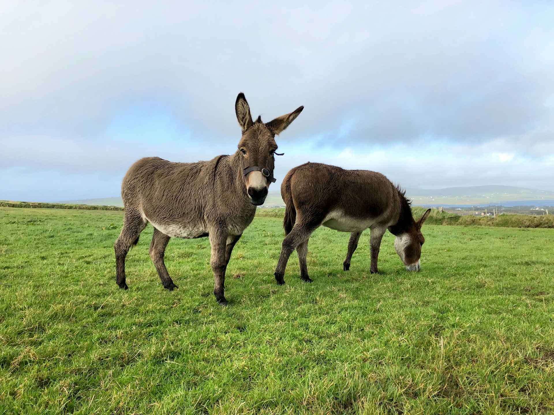 2 miniature donkeys looking at the camera