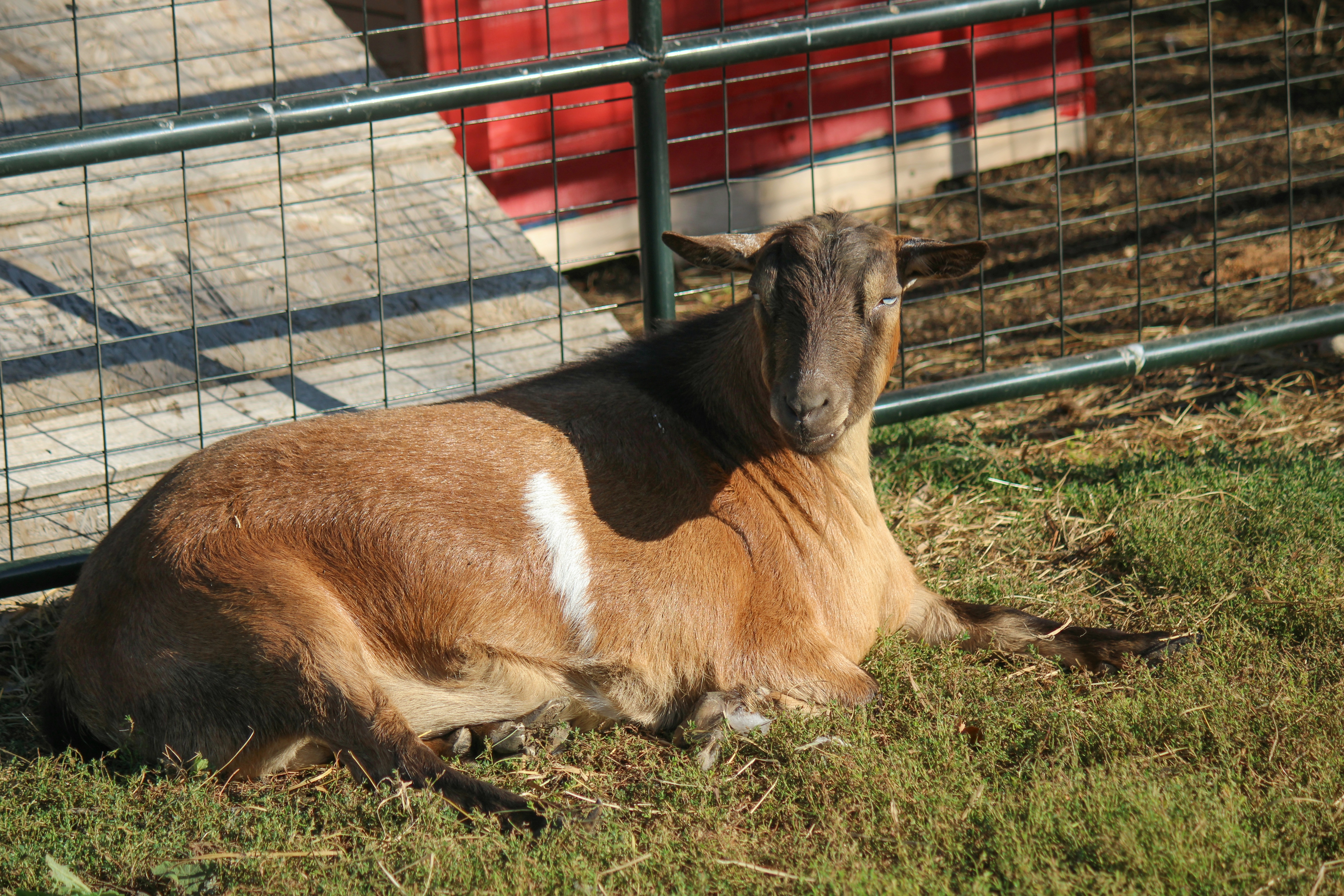 a pygmy goat in an enclosure