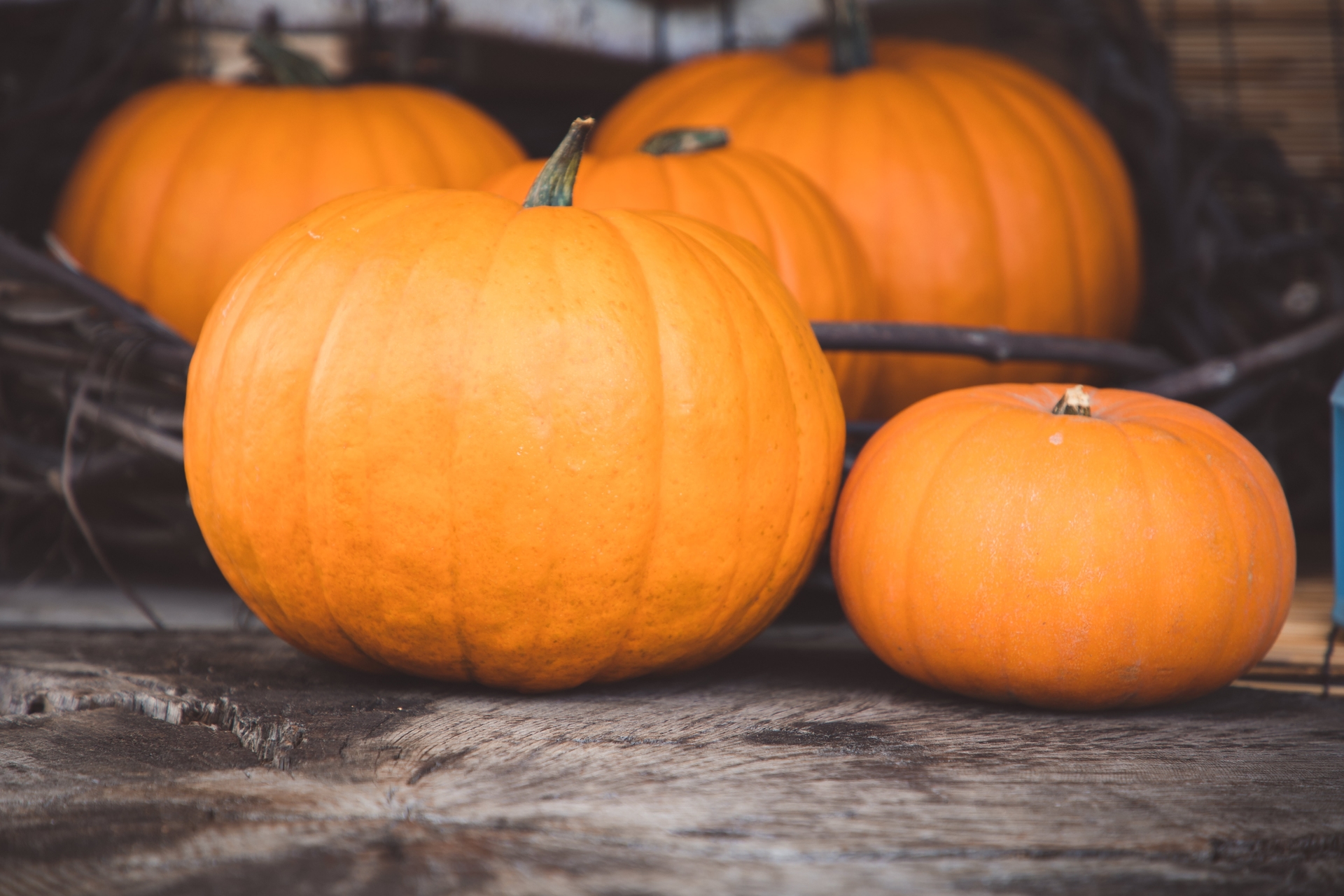 small orange pumpkins in a pile