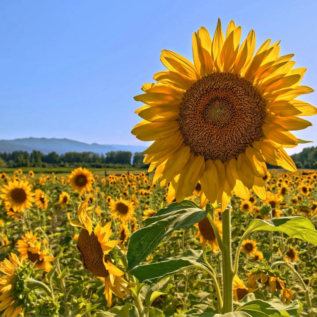 picture of sunflowers
