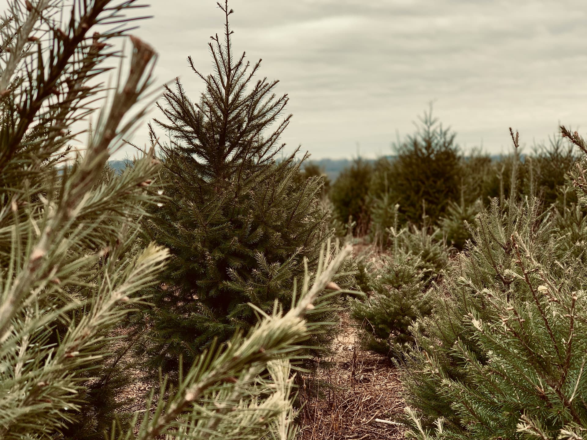 Douglas, Noble, and Canaan fir Christmas trees at McMillan Farms