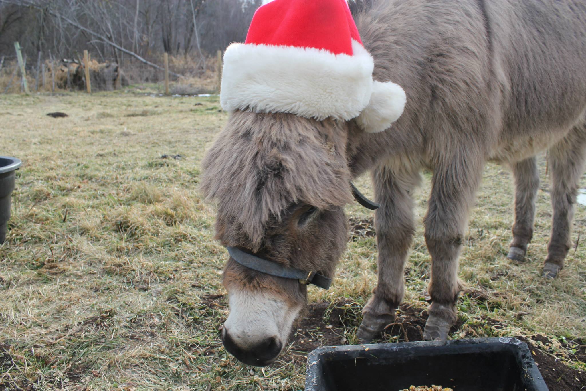 Premium fir Christmas trees