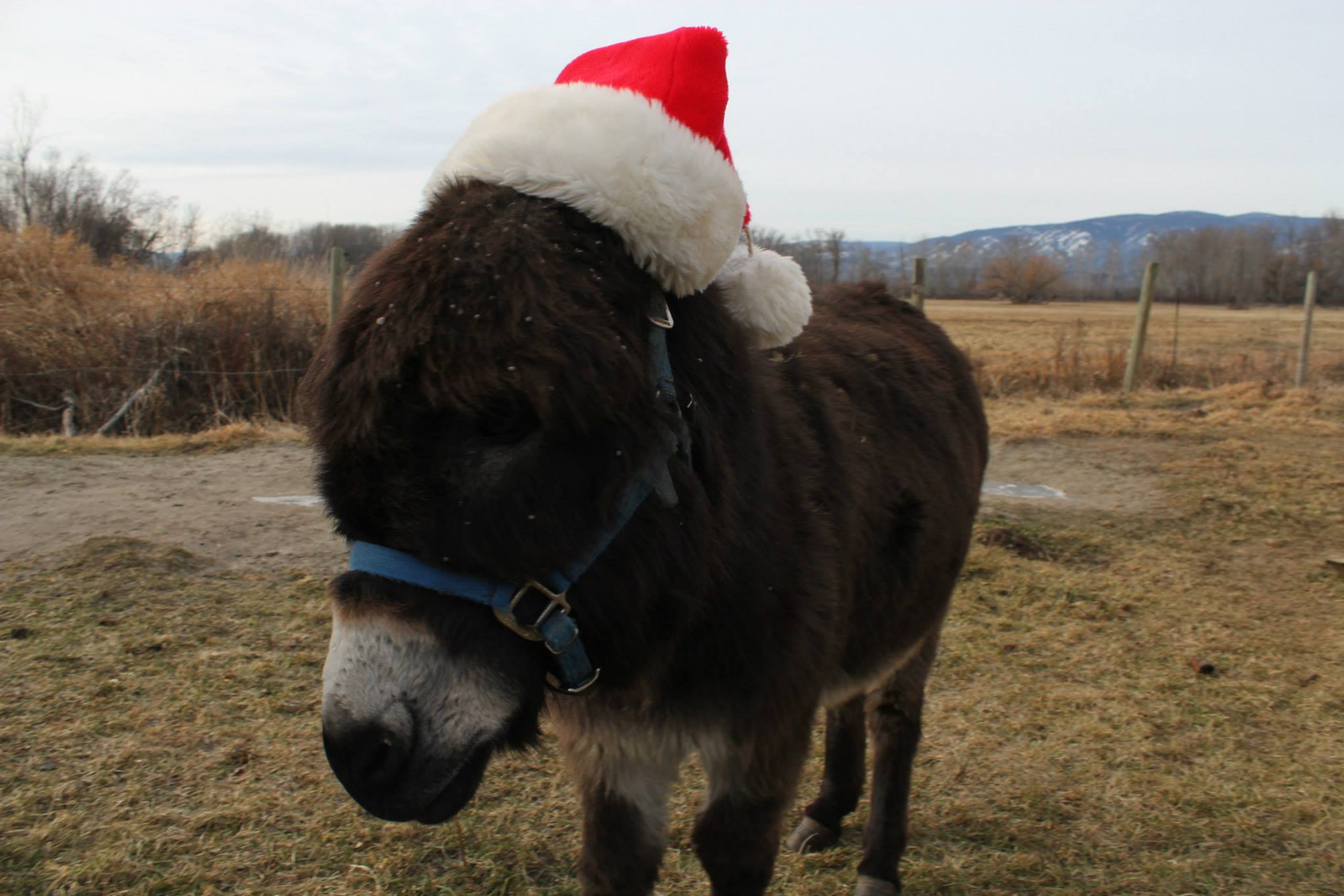 Sustainable BC forest in the Kootenays